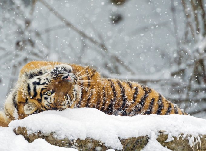 Wallpaper tiger, cute animals, snow, winter, 4k, Animals 240203300